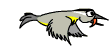 bird.gif
