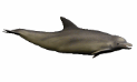 dolphinawt.gif