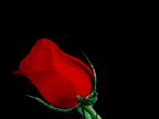 rosean.gif