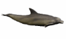 thm_dolphinawt.gif
